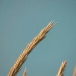 Hartweizen aus dem Bulgur zubereitet wird